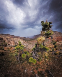 Northern Arizona Joshua Tree - gopro hero  shot after technical canyoneering route 