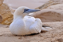 Northern gannet 