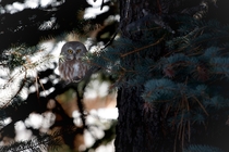Northern Saw Whet owl Aegolius acadicus