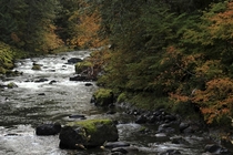 Not as dramatic as other fall photos but beautiful Sol Duc River WA 