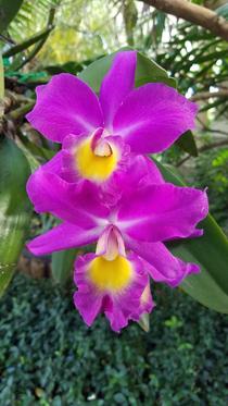 Not sure what specific orchid this is but it may be a brassolaeliocattleya 