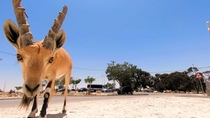 Nubian Ibex in Mizpe Ramon