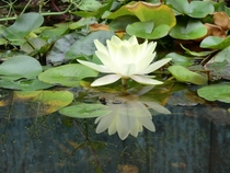 Nymphaea lotus 