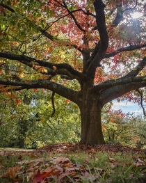 Oak Tree in Autumn - Sussex England 