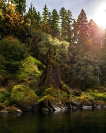 Oak tree on a throne along the banks of the Rogue River OR 