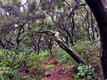 Oak Woodland in the San Rafael Hills - We are rapidly losing these remarkable woodlands  x  