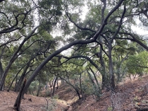 Oak Woodlands in the San Rafael Hills of Southern California  x  