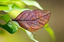 Oakleaf butterfly 