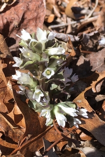 Obolaria virginica Pennywort- Daniel Boone National Forest 