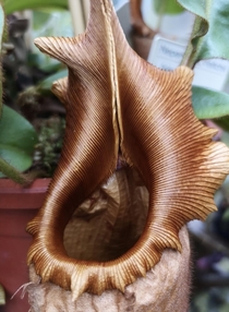 OC Napenthes veitchii Gold form Part of the UK National Collection of Nepenthes at Chester Zoo