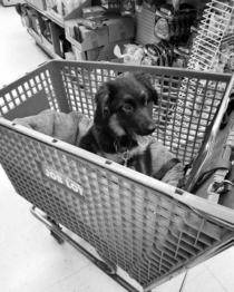 OC Received a complaint about a lack of dog pics so heres a puppy in a shopping cart