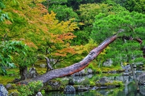 OC - Scenes from Kyoto garden 
