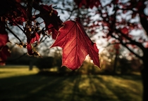 oc sunrise through a maple leaf in Michigan  x 