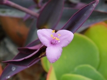 OC Tradescantia pallida purple queen