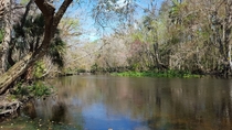 Ocklawaha river Gores Landing Florida 