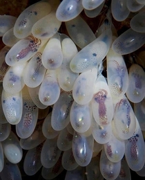 Octopus Eggs Before They Are Hatched 