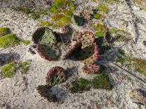 Odd Bedfellows Opuntia humifusa and some kind of moss in the sand Long Island maritime cedar forest