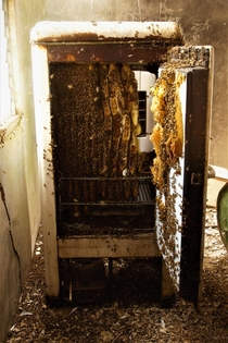 Old Kerosene Fridge Honeycomb Home