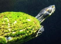 Older Red Eared Slider Turtle w Moss Growing on it - Photographed in a Mexican Cenote 