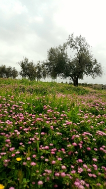 Olive tree during spring Jordan  