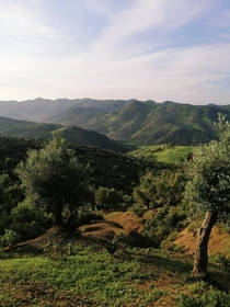 Olive tree groves Ghafsa Morocco x