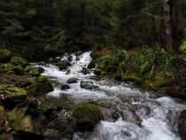 Olympic National Forest WA off trail stream by MT Ellinor  x