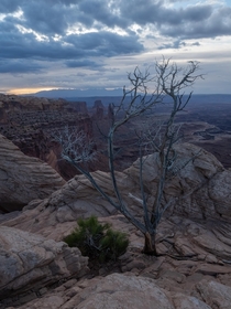 Ominous tree at the canyons edge A cloudy morning in Canyonlands National Park 