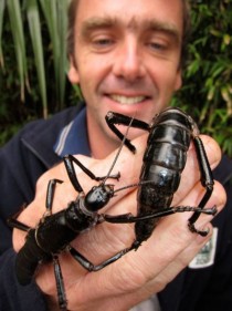 On Lord Howe Island black rats made tree lobsters extinct now  scientists discovered  still living ones under a bush on a smallamprocky island Balls Pyramid and resurrected the former population in Melbourne Zoo 
