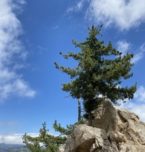 On the Trail of the Lonesome Pine - The San Gabriel Mountains   x 