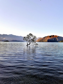 One hour drive from Queenstown NZ The famous Wanaka Tree Absolutely breathtaking 
