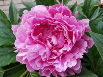 One of many peonies that grow in my garden