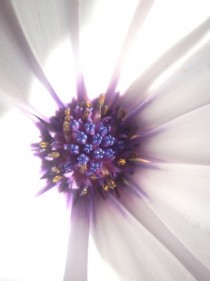 One of my best macro flower shots iPhone and Easy-Macro 