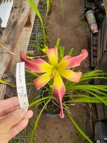 One of my Daylily seedlings flowering a little bit ahead of schedule in the greenhouse
