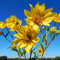 One of my favorite flower shots Helianthus Swamp Sunflower Bright and cheery for a dreary winter day