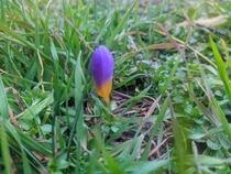 One of the crocuses I planted this fall already peeks into the world