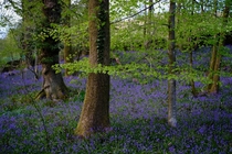 One of the finest displays of bluebells Ive ever seen Staveley Lake District England 