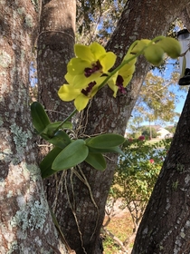 One of the orchids I tree-rooted has finally bloomed OC