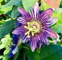 One of the purple varieties of passionflower OC