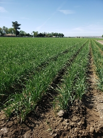 Onions growing in the Salinas Valley 