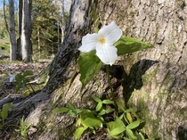 Ontarios Provincial Flower  A beauty Great White Trillium Trillium grandiflorum