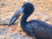 Open billed stork 