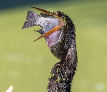 Open mouth insert Fish - Anhinga with a mouthful