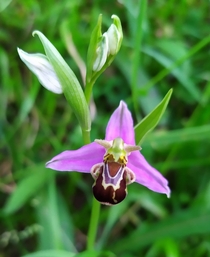 Ophrys apifera Flor de la abeja