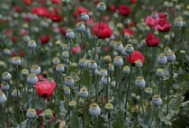 Opium Poppy Papaver somniferum Coyuca de Catalan Mexico 