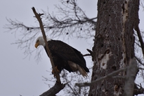 Opportunity awaits this Bald Eagle perched in tree on the shoreline X OC