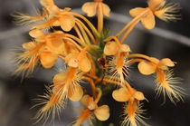 Orange-fringed Orchid Platanthera ciliaris on our walk yesterday