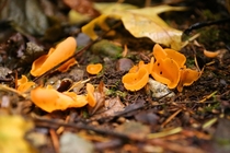 Orange Peel Fungi-Aleuria aurantia- 