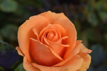 Orange Rose 