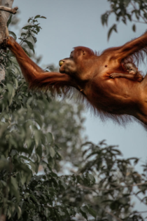 Orangutan Motherhood by Julia Wimmerlin