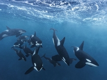 Orcas show their smarts by working together to whip up a meal By Paul Nicklen 